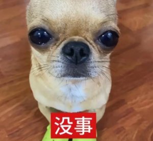 揭秘98首码网：助您畅游数字世界的神秘工具-首码网-网上创业赚钱首码项目发布推广平台