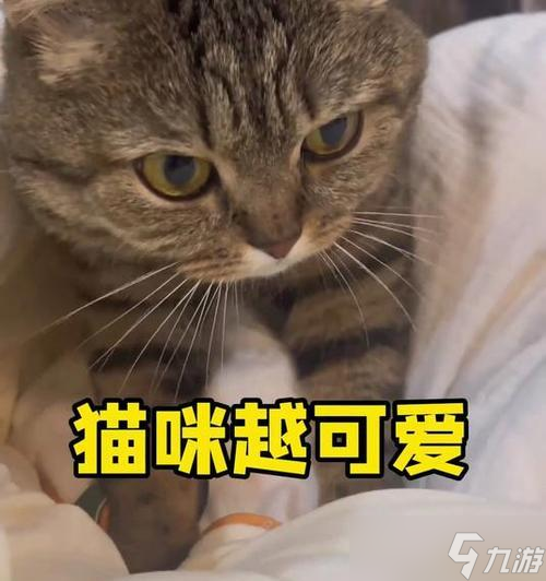 花猫怎么驯服 我的世界中驯服花猫的步骤是什么-九八首码网-首码项目发布-网赚副业零撸项目平台