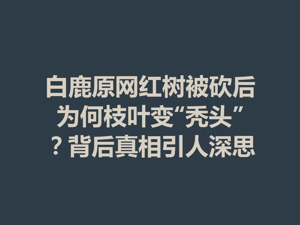 白鹿原网红树被砍后为何枝叶变“秃头”？背后真相引人深思-九八首码网-首码项目发布-网赚副业零撸项目平台